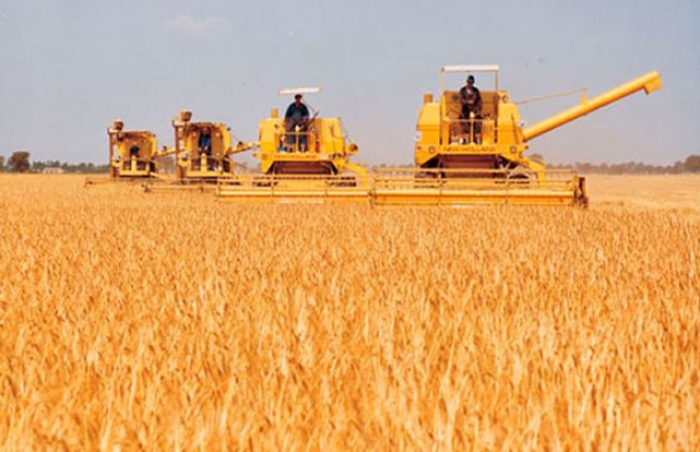 En febrero socializarán seguro agrario para maíz, trigo y soya