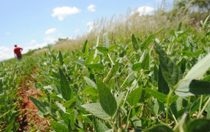 Producción de soja en Paraguay superará las 10M de toneladas en temporada 2016/2017