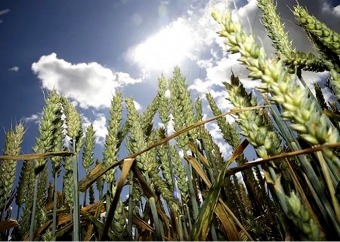 Desarrollan trigo transgénico que reduce necesidad de fertilizantes y ayuda a medio ambiente