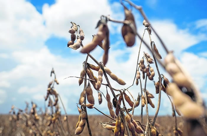 Gobierno argentino estima otro año récord para la producción de granos