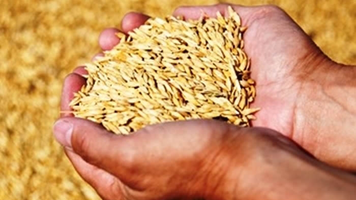 Producción de cereales de América Latina y el Caribe en 2017 superó en 20 por ciento el nivel de 2016