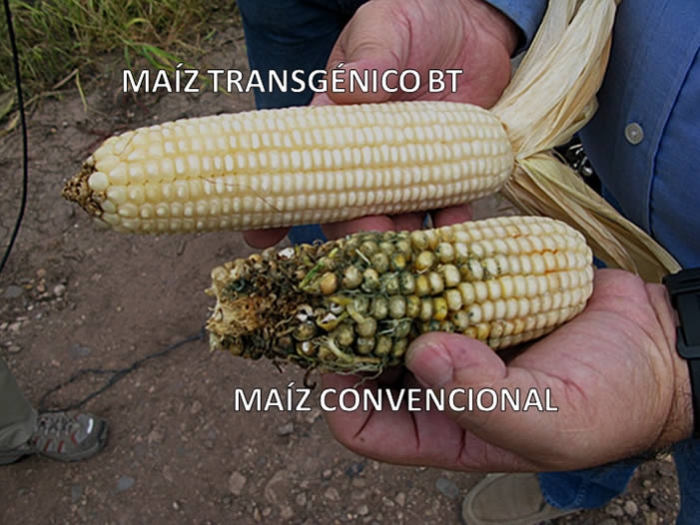40 años de datos muestran que el maíz transgénico Bt también protege de las plagas a los cultivos orgánicos vecinos