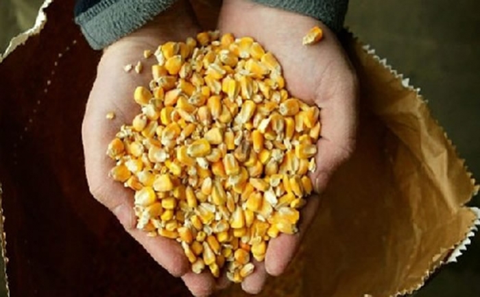 Comité de Bioseguridad realiza evaluación de eventos transgénicos de maíz y soya