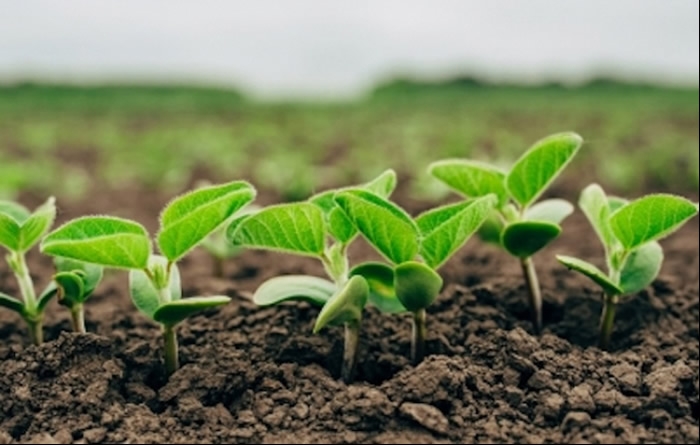Syngenta busca una visión compartida para la agricultura sostenible.