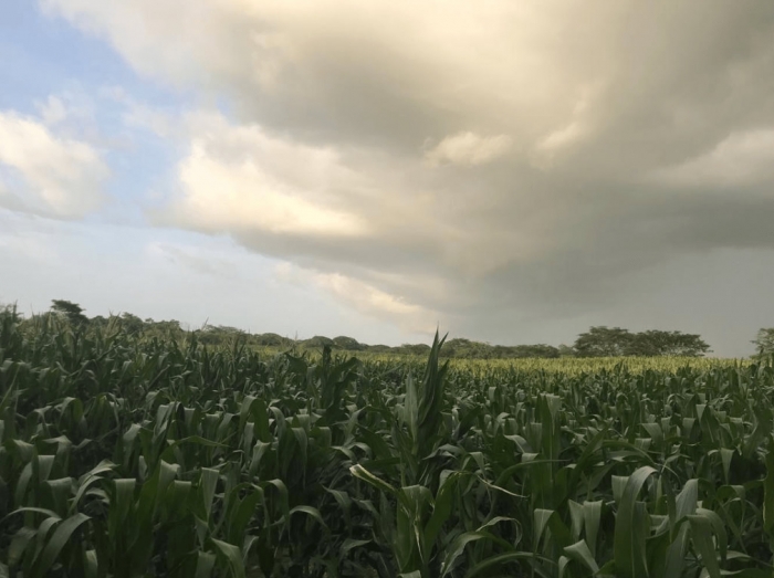 Honduras y Guatemala: a la vanguardia en la comercialización y uso de la biotecnología agrícola y la edición de genomas