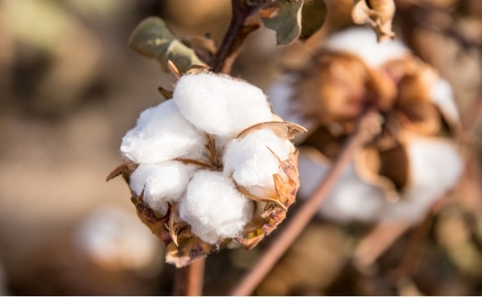 El algodón Bt resistente a insectos  en India reduce el uso de pesticidas en un 28% según un estudio