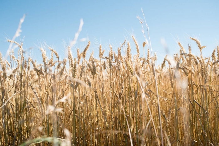 Uruguay: El gobierno aprobó cuatro eventos transgénicos de maíz, trigo y soya de forma acelerada 