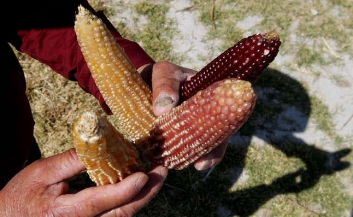 Las prohibiciones del maíz transgénico y el glifosato en México reducirían los suministros de alimentos, dice la industria