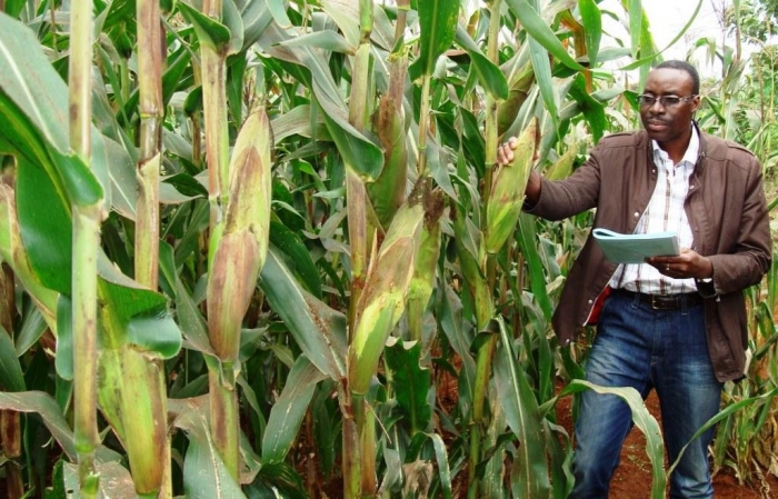  Nigeria inicia ensayos nacionales de rendimiento para maíz transgénico 