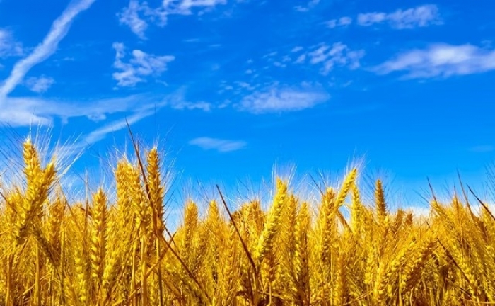 El primer trigo genéticamente modificado del mundo ya está aquí 