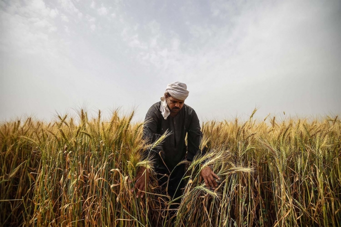 Institución gubernamental de Egipto desarrolla trigo transgénico resistente a salinidad y sequía
