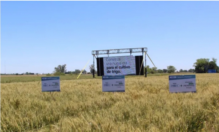 Argentina autorizó la venta del primer trigo transgénico del mundo