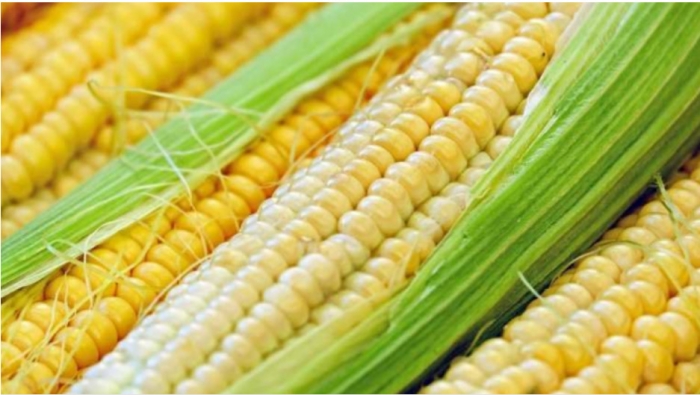IBCE y pequeños productores sugieren usar maíz transgénico para garantizar abastecimiento