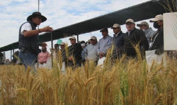 ANAPO presentará el HB4 en trigo transgénico tolerante a la sequía  al  Comitè de bioseguridad